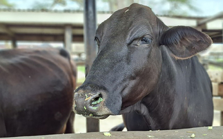 The smallholder farmer: The backbone of the Kenyan dairy sector  