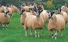 Sexed sheep semen service launched