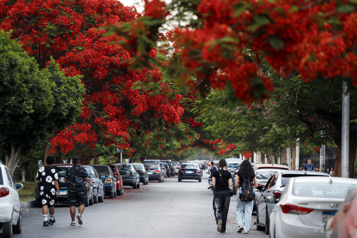 EGYPT-CAIRO-ROYAL POINCIANA-BLOSSOMS