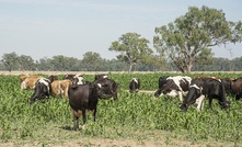 Innovative technology to help feed livestock