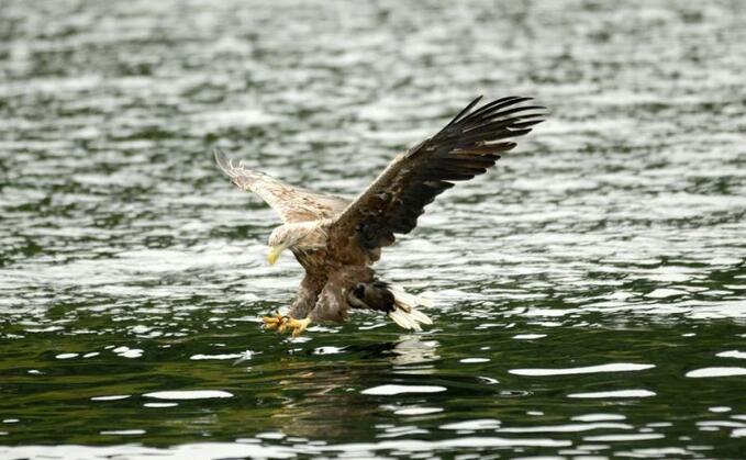 A sea eagle attack in Dingwall on April 16 which killed a lamb had prompted the need to release funding to support farmers from further attacks