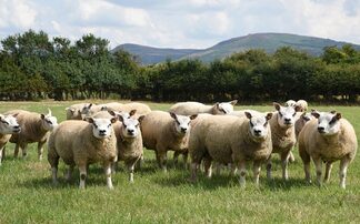 Scotland and Wales to introduce new bluetongue movement rules