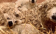 Suffolk rare breeds farm closes temporarily due to potential sickness outbreak