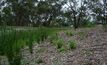 Bushland could control grain pests