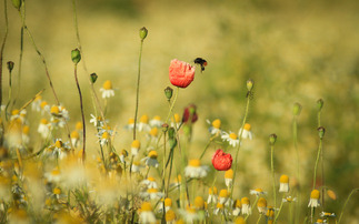 Larger arable farmers take more land out of production