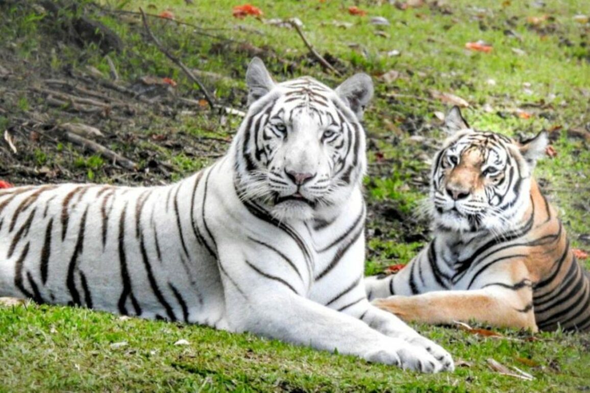 Admission fees back on the table for Panaewa Rainforest Zoo &amp; Gardens