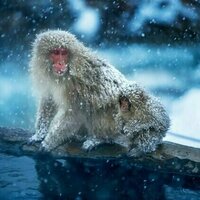 Our primate ancestors evolved in the cold - not the tropics