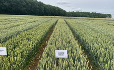 Soft wheat variety provides consistent performance