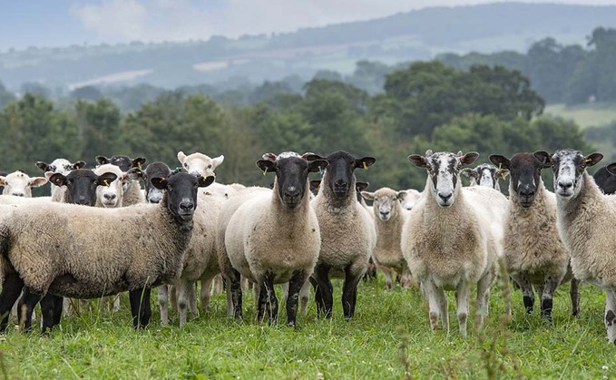 Marketing lamb year round key focus for Devon farm
