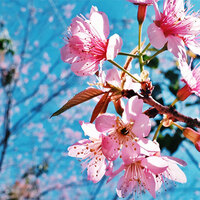 Uttarakhand to celebrate Buransh and Padam flowering festivals on lines of Cherry festival of Japan