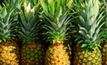 Genome sequenced for drought tolerant pineapple