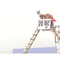 BSF's Mudhol, Rampur hounds showcase operational skills at rehearsal parade for Rashtriya Ekta Diwas at Statue of Unity