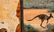  Canguru salta no Outback australiano