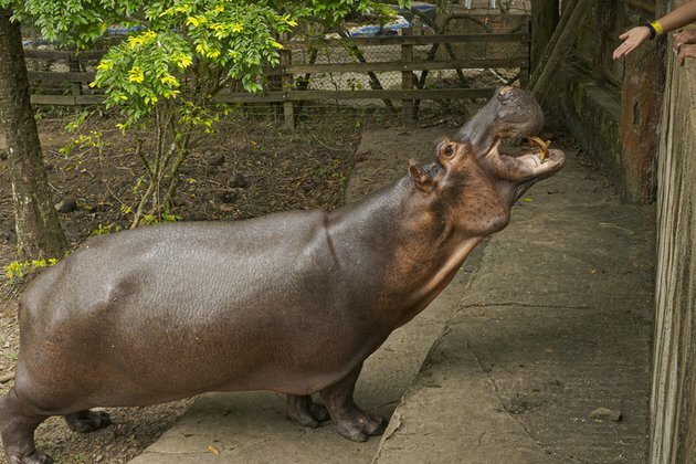 Drug lord&#039;s hippo killed in highway collision