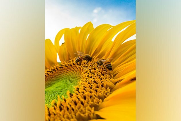 Honeybee health can be measured through DNA contained in honey: Study
