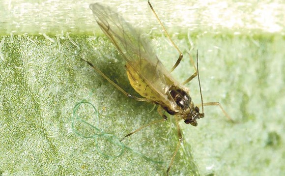 Aphids on the move as temperatures rise