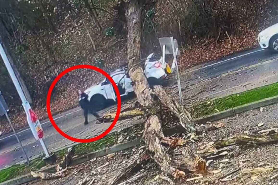 Video captures huge tree crushing SUV, narrowly missing driver