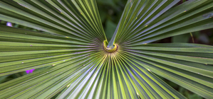 A tale of missing 'E's: The green economy reacts to the Spring Statement 