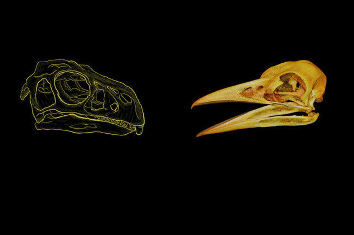 A secret mathematical rule has shaped the beaks of birds and other dinosaurs for 200 million years