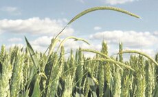How to take a whole system approach to weed control