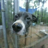 Animal abuse often signals human abuse - should therapists be allowed to report it?