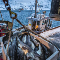 Russian seafood still sold in EU despite fishy sanctions - Euractiv