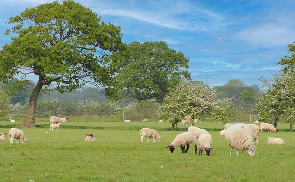 Land use plan will reveal 'stark trade-offs' on meat