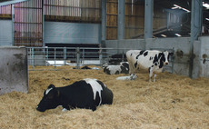 Milk fever prevention: How dairy farmers can cut cases and improve cow health