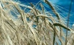 Researchers discover key barley disease resistance genes