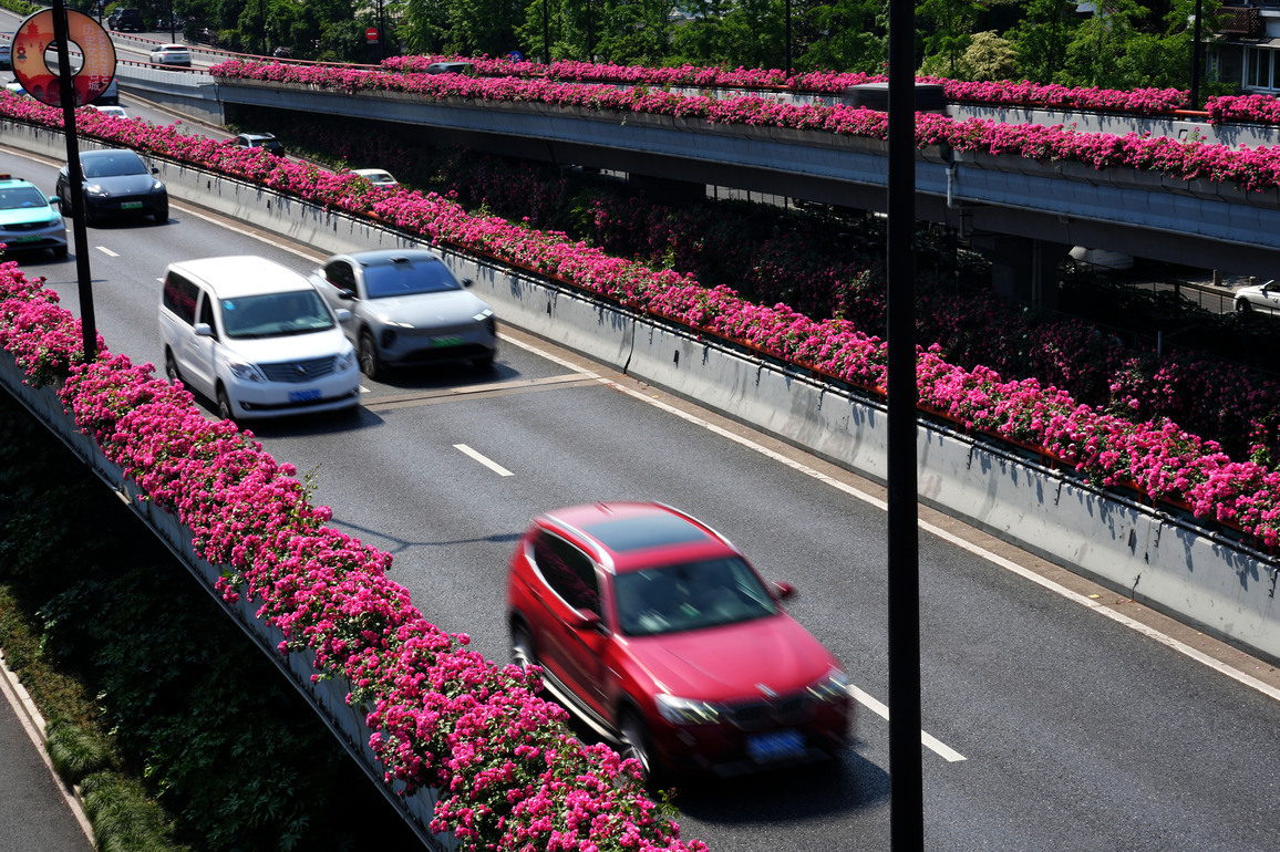 CHINA-ZHEJIANG-HANGZHOU-ELEVATED ROAD-CHINESE ROSE-BLOSSOMS (CN)