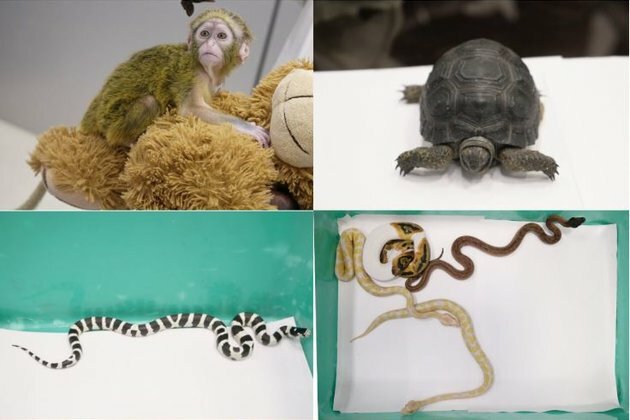 Passenger with DeBrazza Monkey, other rare species of animals intercepted at Chennai Airport