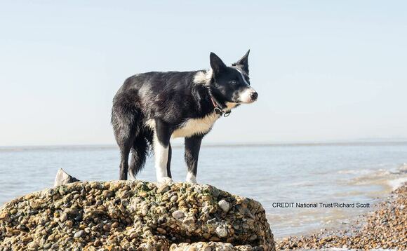 Sea-faring sheepdog sails to work in boat off Suffolk coast