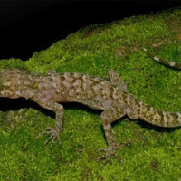 New bent-toed gecko species discovered in Assam