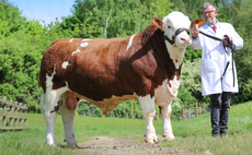  Auction mart sales round-up: Simmental record at Worcester, Aberdeen-Angus to 32,500gns online and store cattle to £4,020 at Bishops Castle