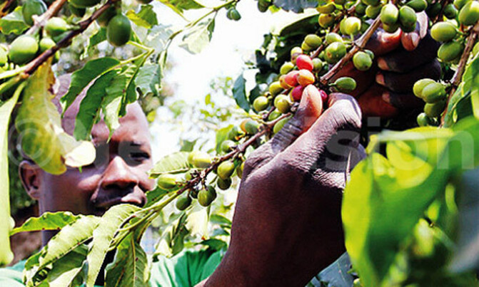 Bunyoro advised to grow more coffee Bunyoro advised to grow more coffee