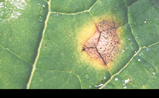 New phoma variant identified in UK