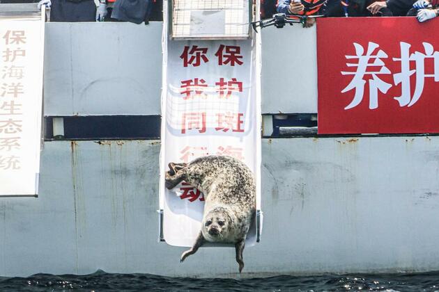 EcoChina | 9 spotted seals released into sea off NE China's Dalian
