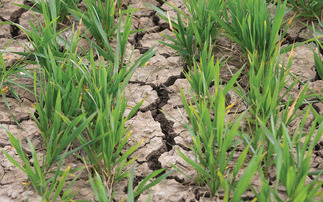 Farming Matters: Helen Fisher – "The fields, sodden all winter, are now dry as the desert'"