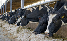 Survey: Investors fear climate-driven stranded assets in the meat and dairy sector