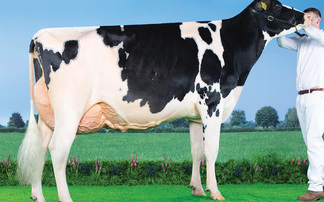 Sales round up: Feizor sale tops at 12,000gns, sheepdog record at Bentham and breeding cattle to £8,400 online