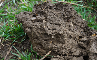 How adding soil carbon can boost soil health