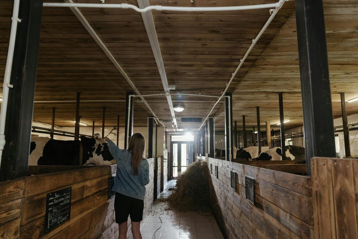 UK milk glut drives prices down, leaving farmers in distress