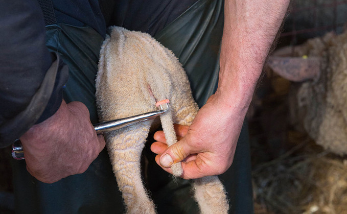  How to respond to the Defra consultation of tailing docking and castration of lambs