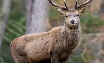 Deer and shooting rates relief 'U-turn' still falls short for rural businesses, farmers warn