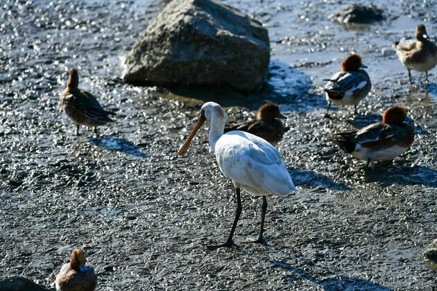 Shenzhen dims city lights, builds bridges to assist migrating animals in south China