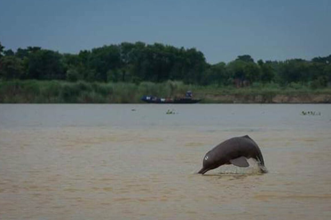 Second rangewide estimation of riverine and estuarine Dolphins in India starts from Bijnor