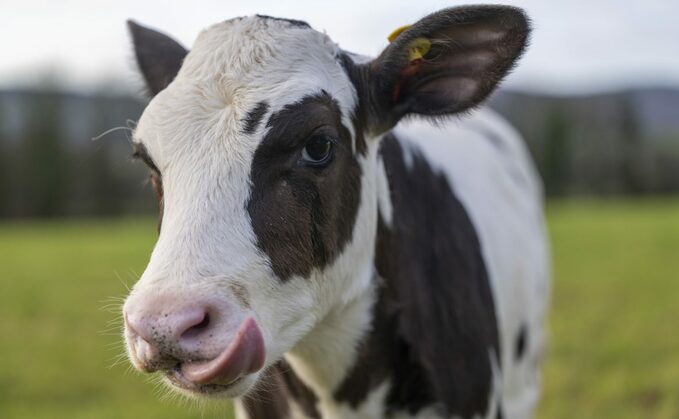 Hilda the IVF calf. (Phil Wilkinson/SRUC/PA)