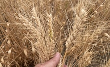 Rabobank expects demand for Australian wheat to be steady if the export pace can be picked up. 