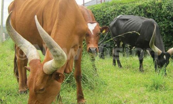 SC Villa fans in party mood SC Villa fans in party mood