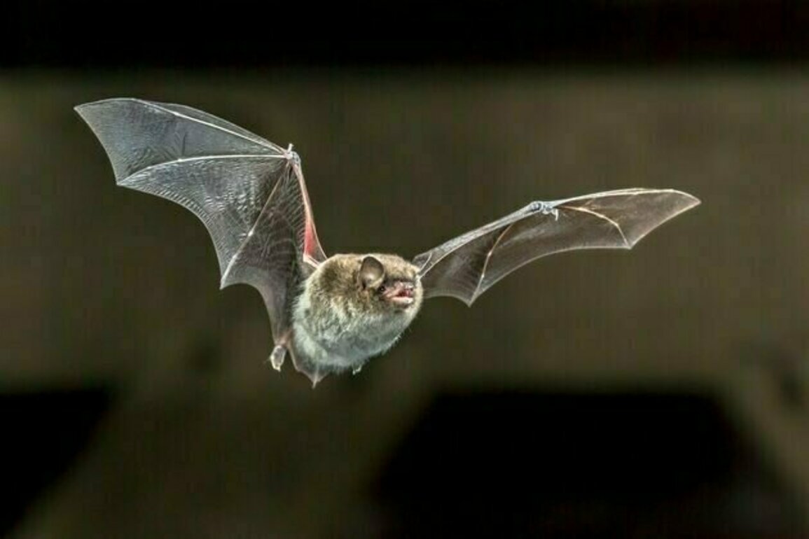 Bats get fat to survive hard times. But climate change is threatening their survival strategy